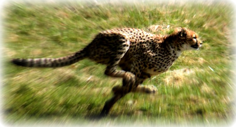 running cheetah facts