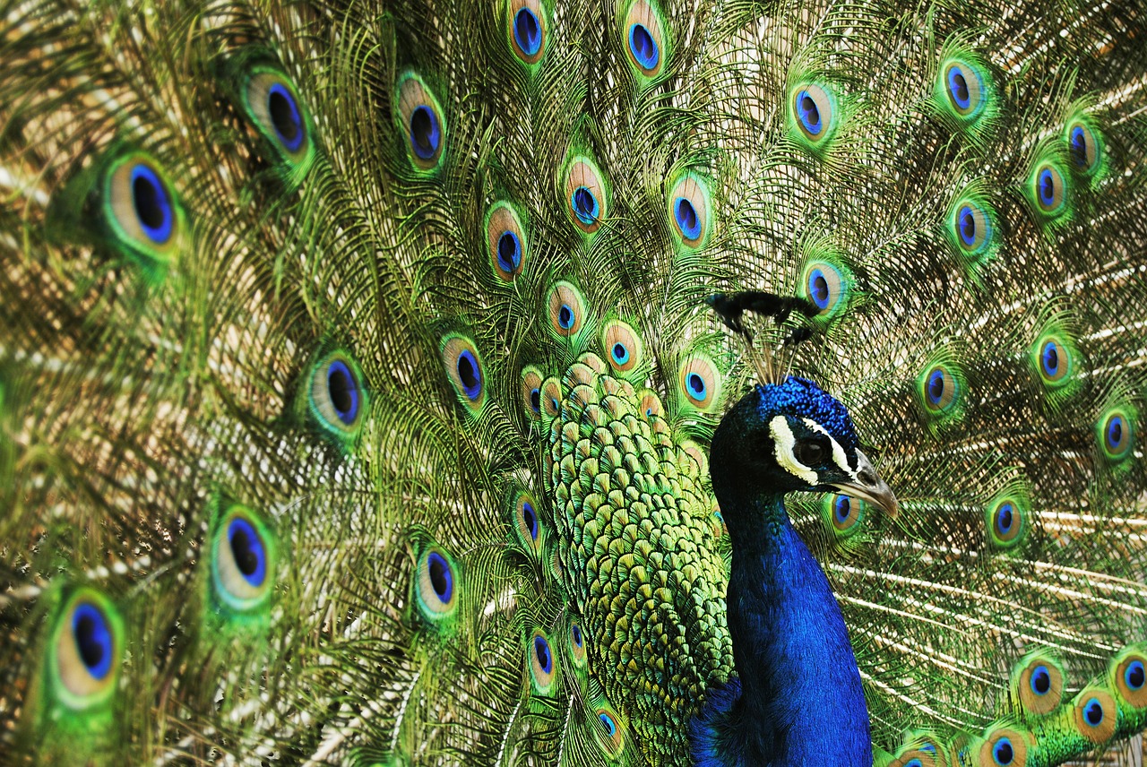 about peacock facts