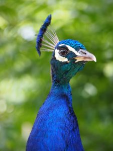 about peacock facts