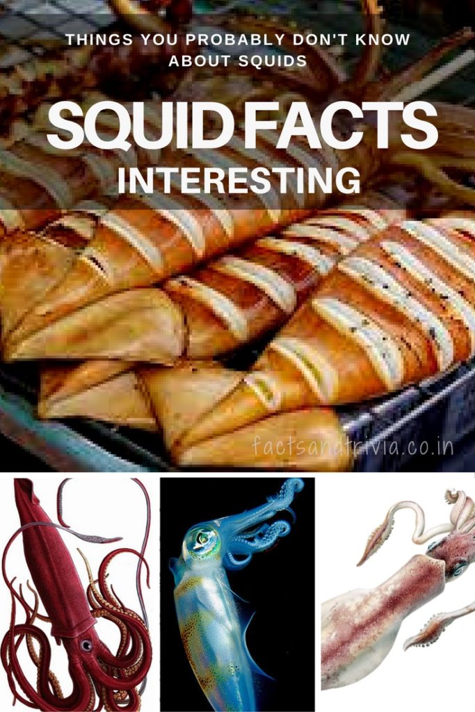 squid facts
