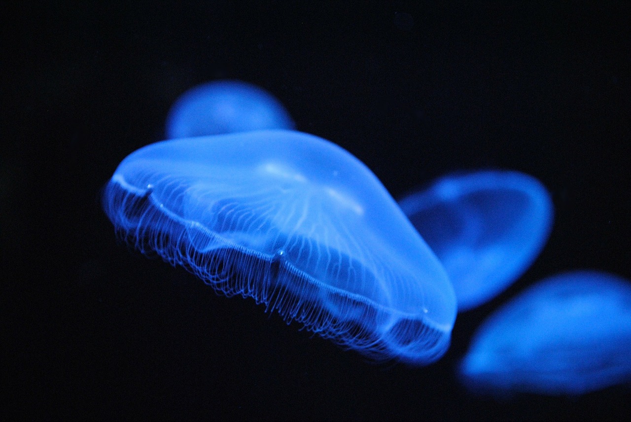 jellyfish facts