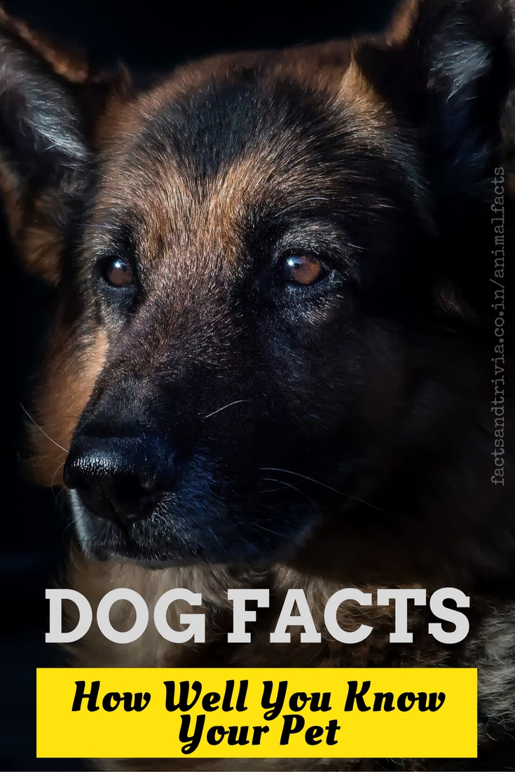 Interesting Dog facts