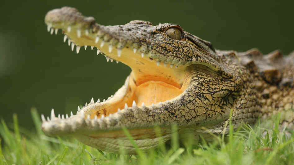 crocodile facts