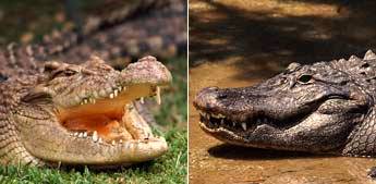 crocodile vs alligator