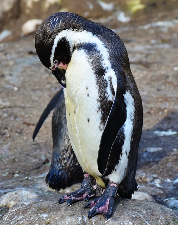 intersting penguin facts