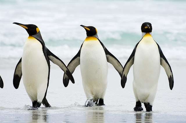 interesting penguin facts