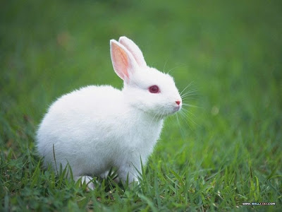 rabbit facts