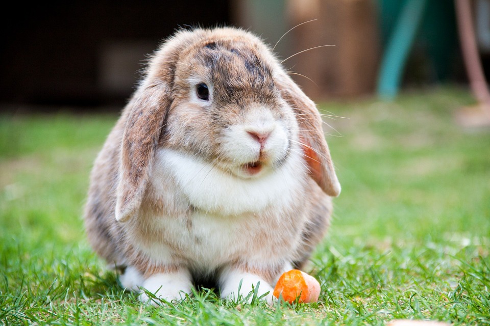 interesting rabbit facts