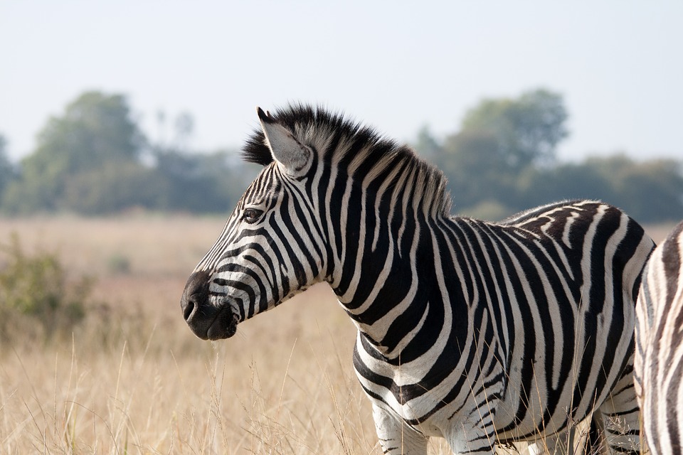 Interesting zebra facts