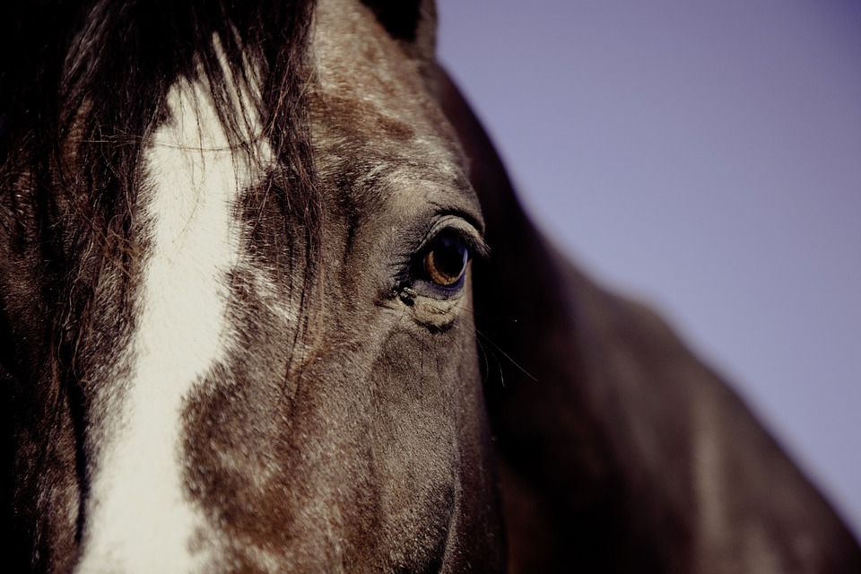 horse facts eyes