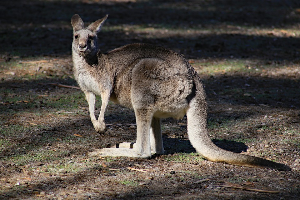 interesting kangoo facts