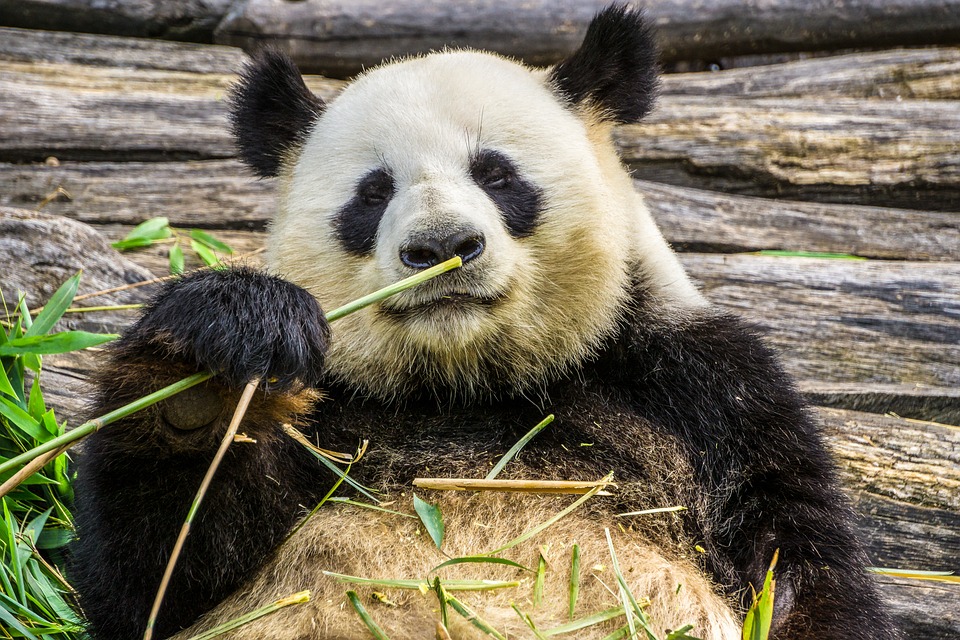 interesting panda facts