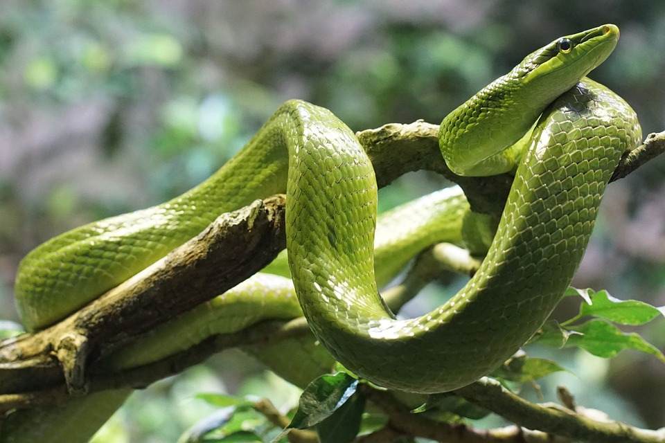 snake facts nontoxic snake