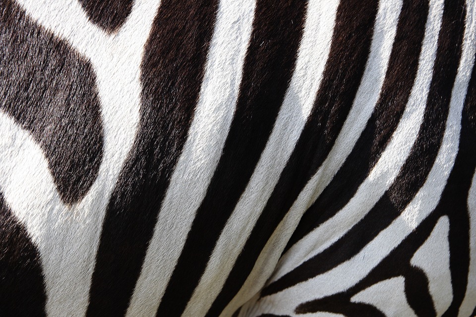 zebra facts stripes