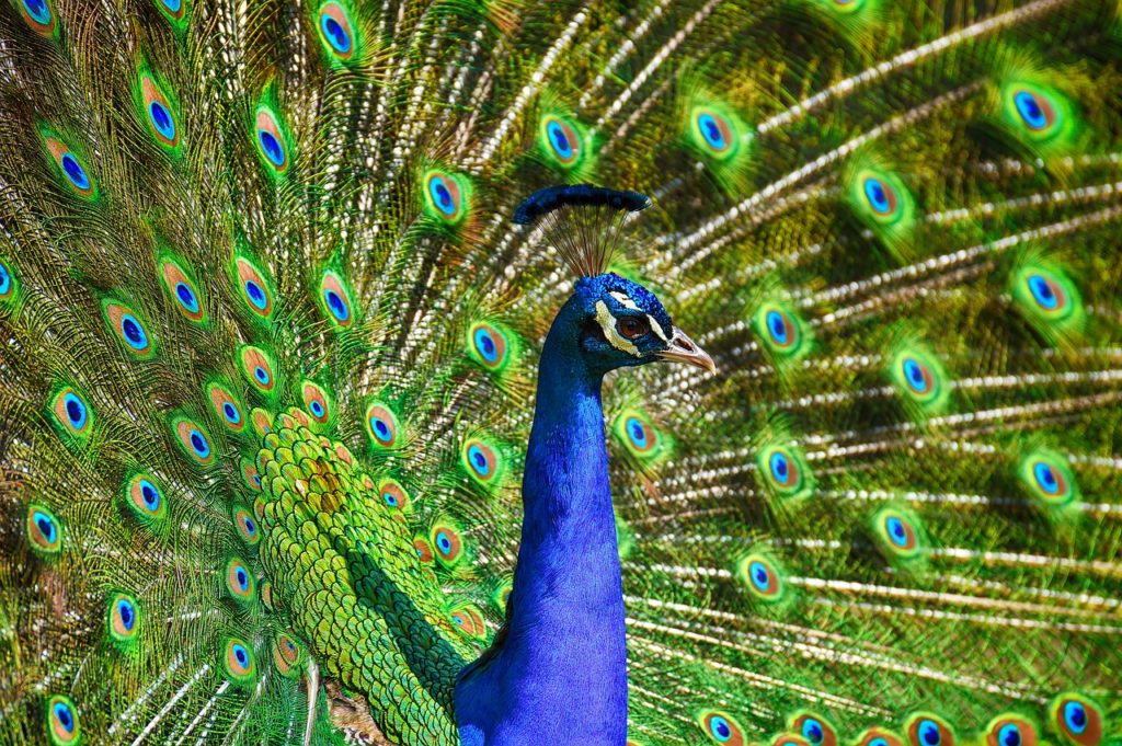 peacock spreading feathers