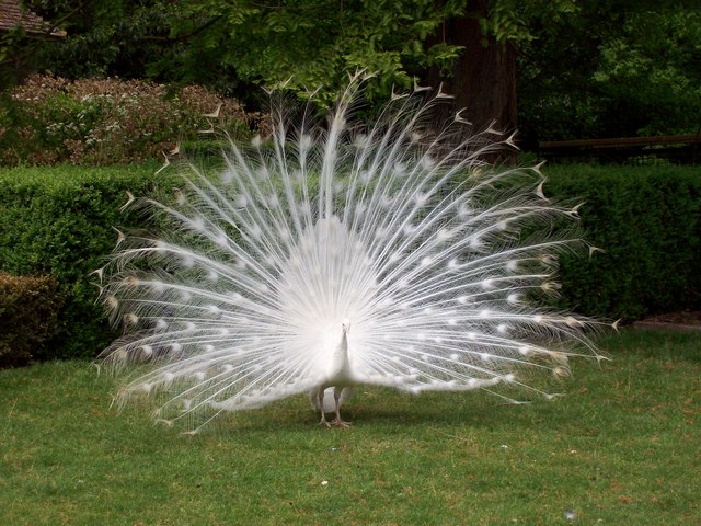 white peacock