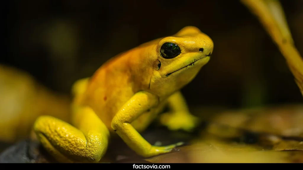 A close up of a poisonous frog