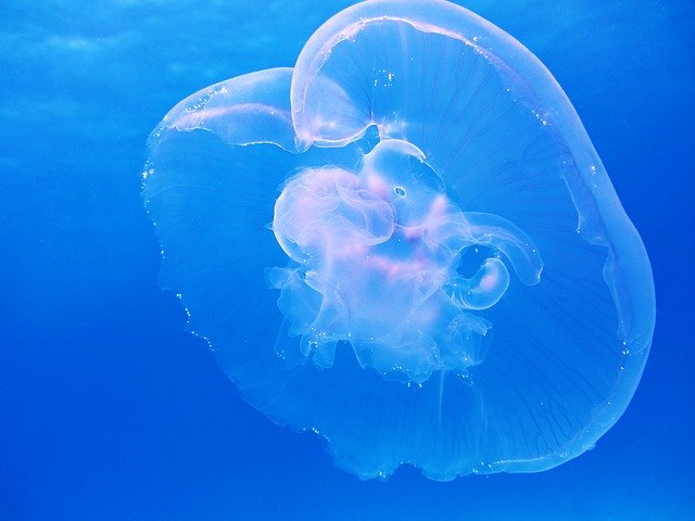 What Do Jellyfish Eat