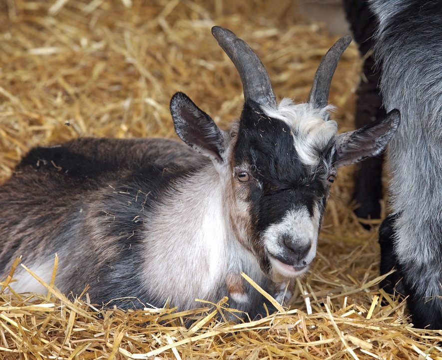 Facts About Pygmy Goats