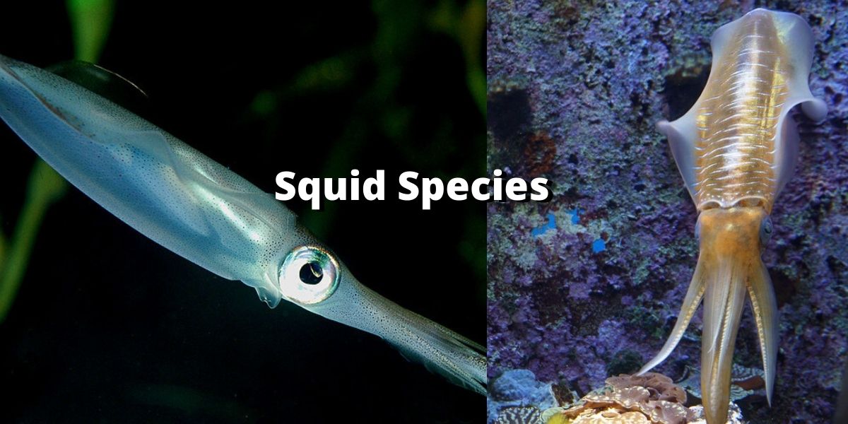 Different species of squid