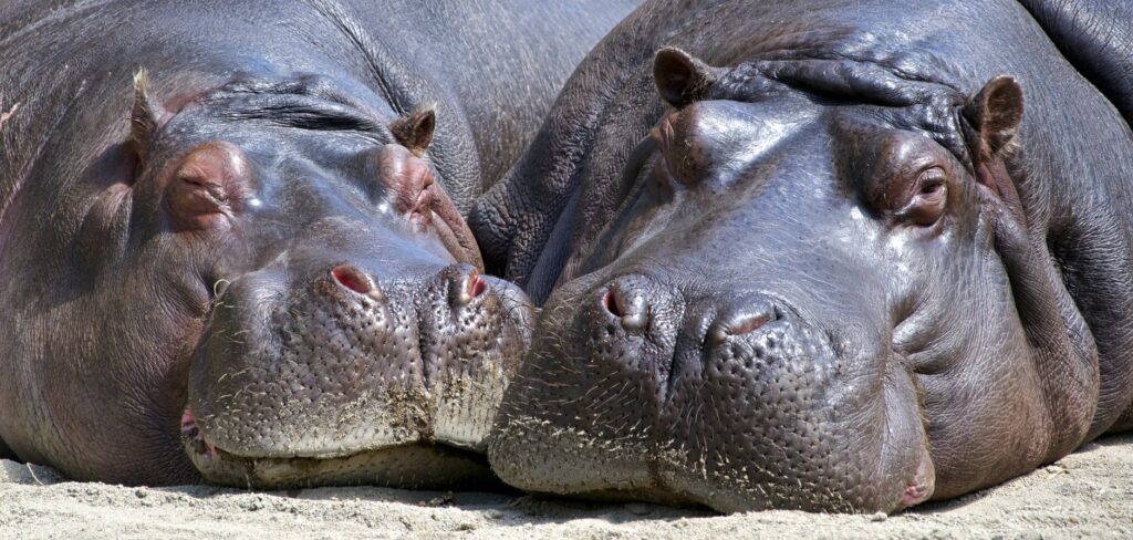 where do hippos live