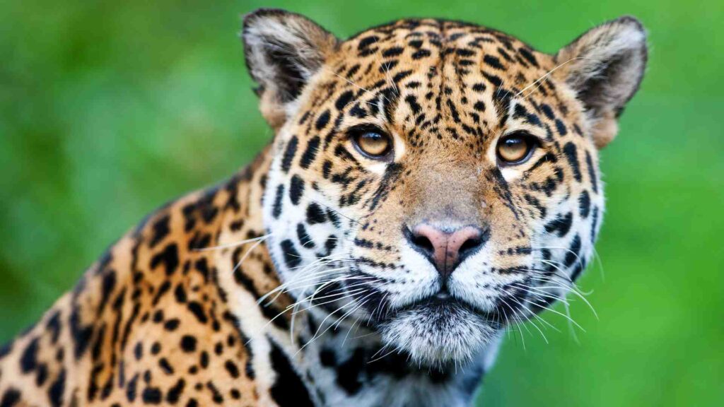 amazon rainforest animal jaguar