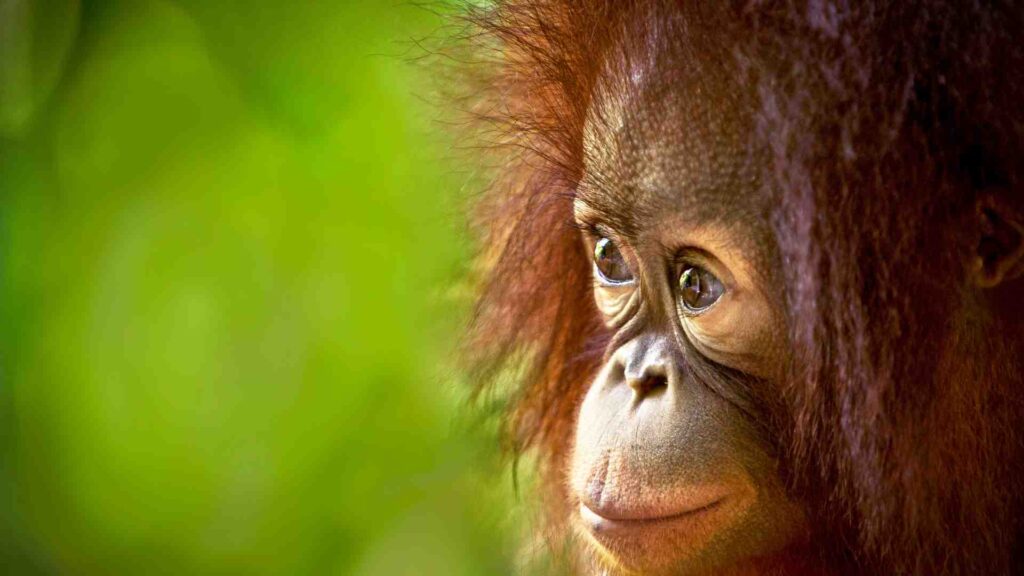 amazon rainforest animal orangutans