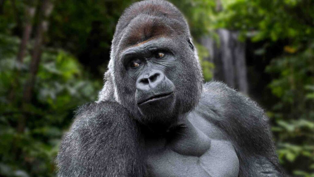 amazon rainforest animal lowland gorilla