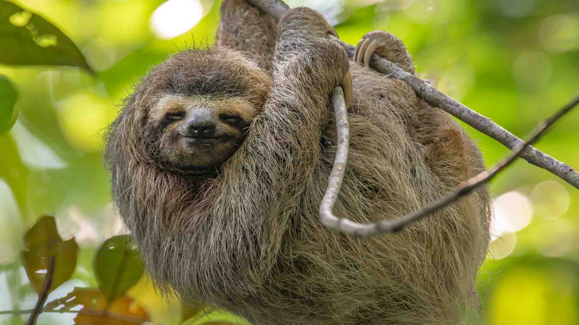 amazon rainforest animal pygmy sloth