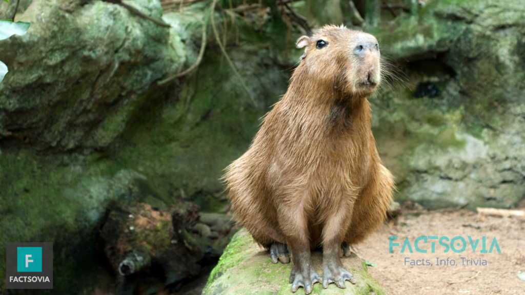 capybara habitat