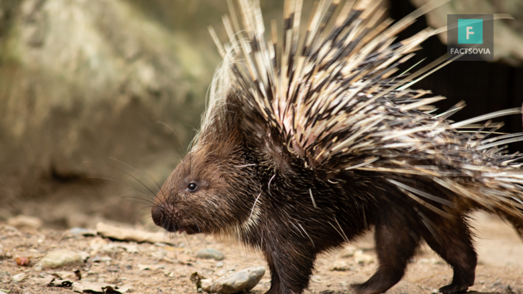 porcupine habitat