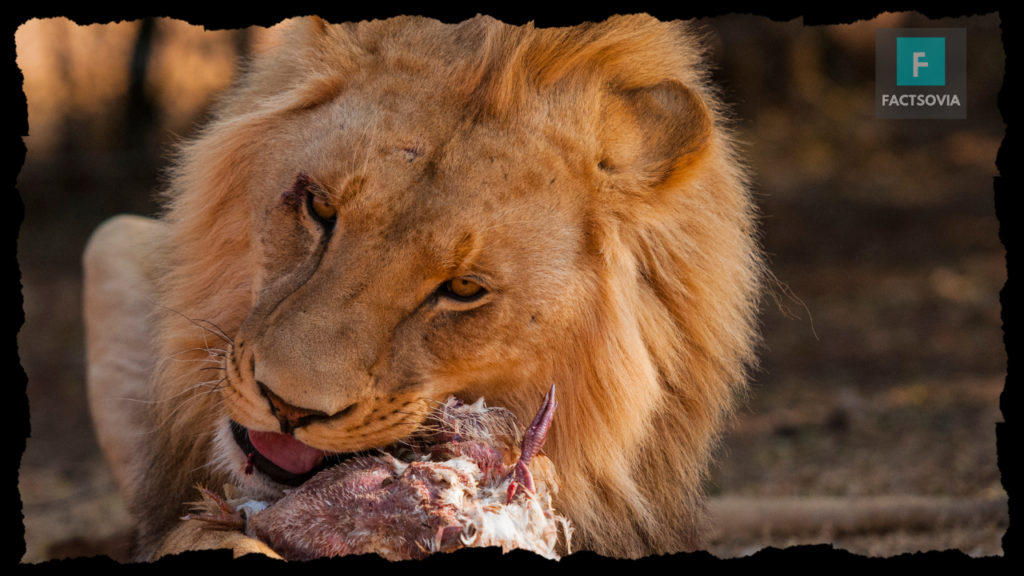 what does a lion eat