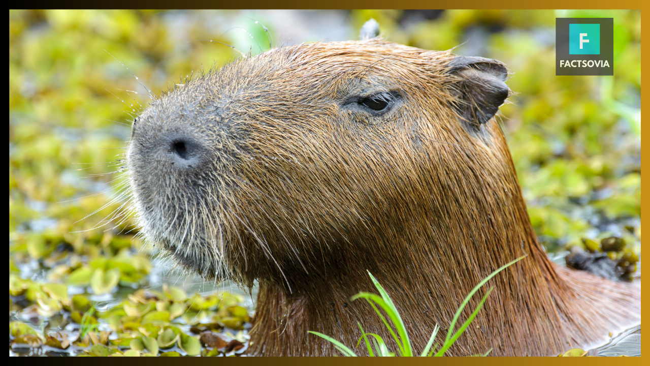 where does capybara live