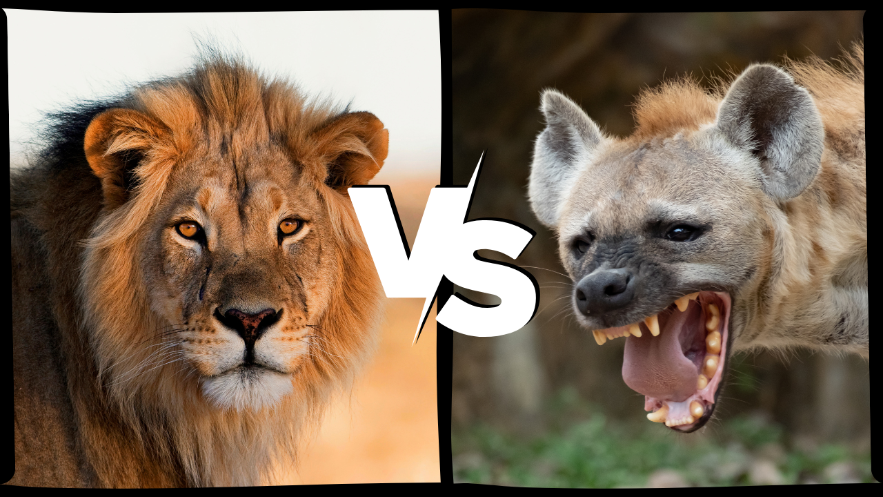 do lions eat hyenas