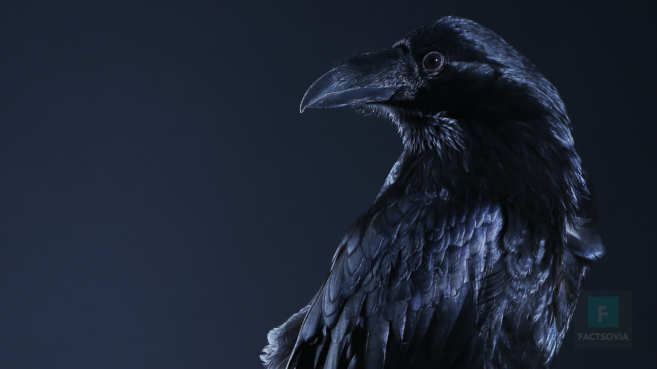 Raven as a pet