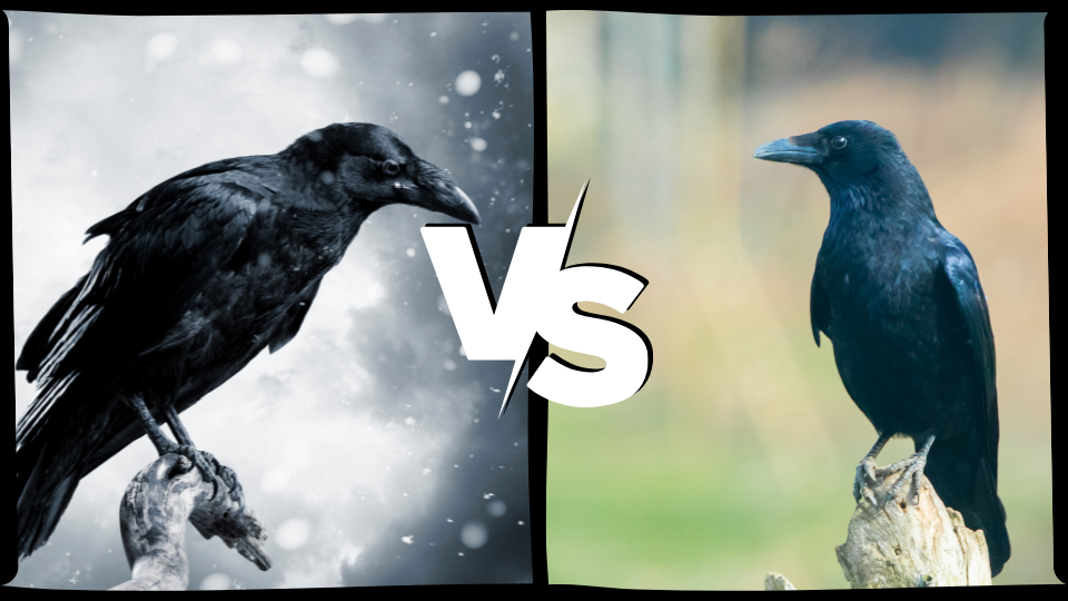 Ravens vs Crows