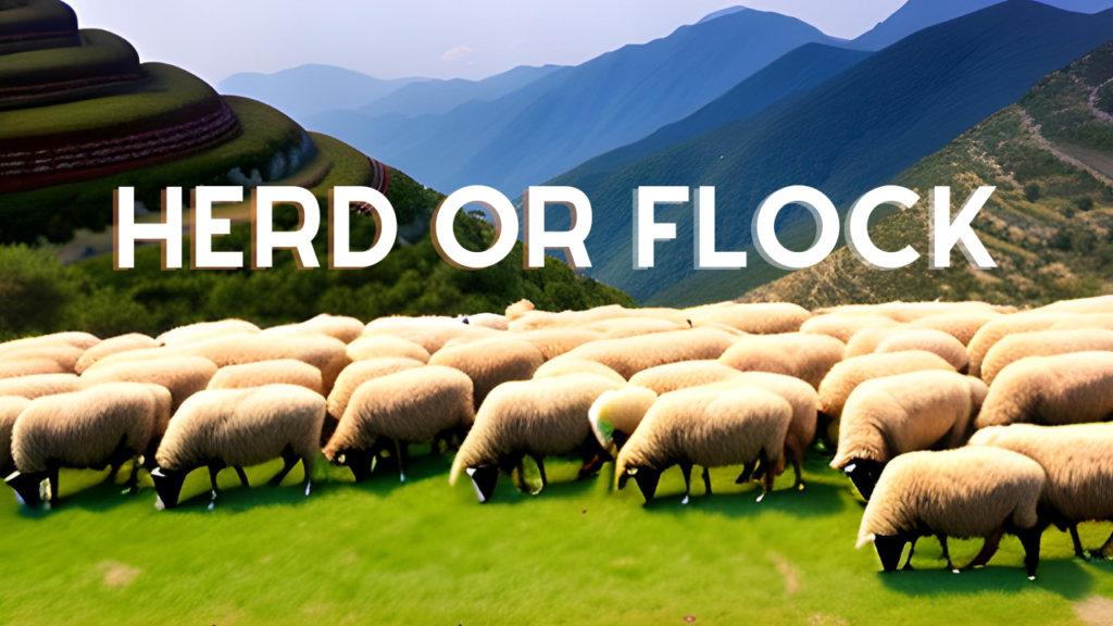 herd vs flock