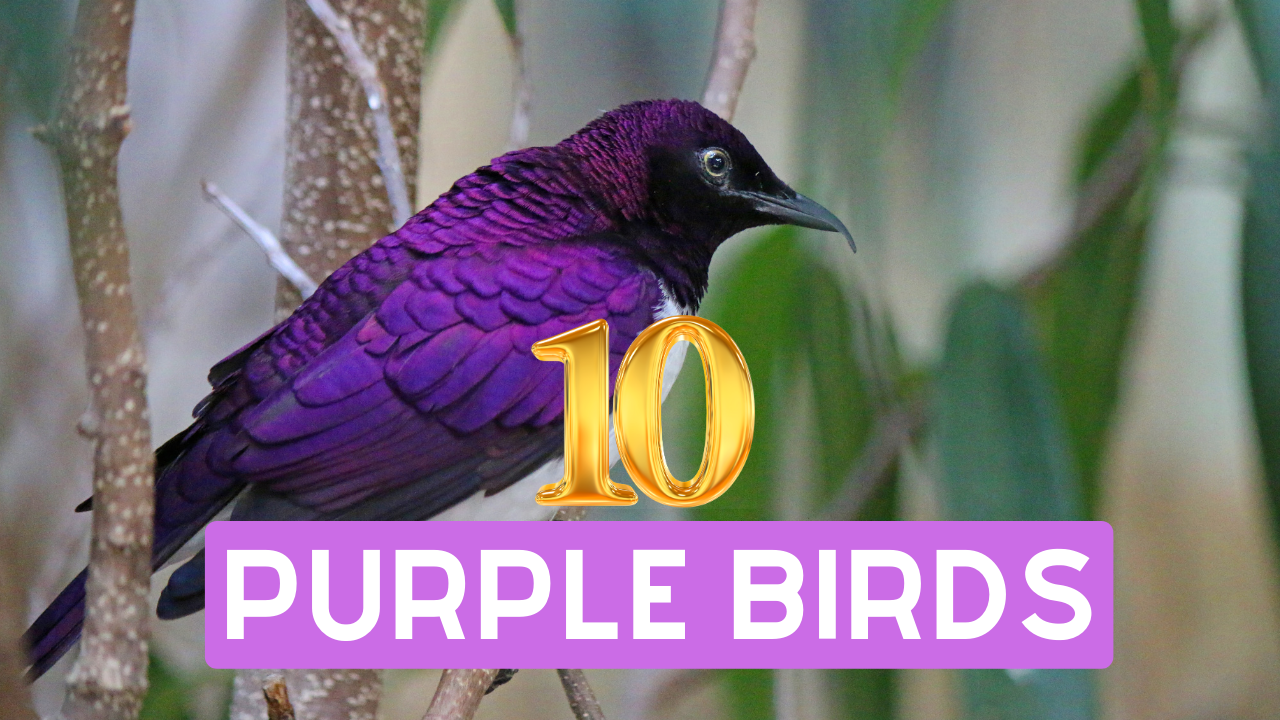 purple birds
