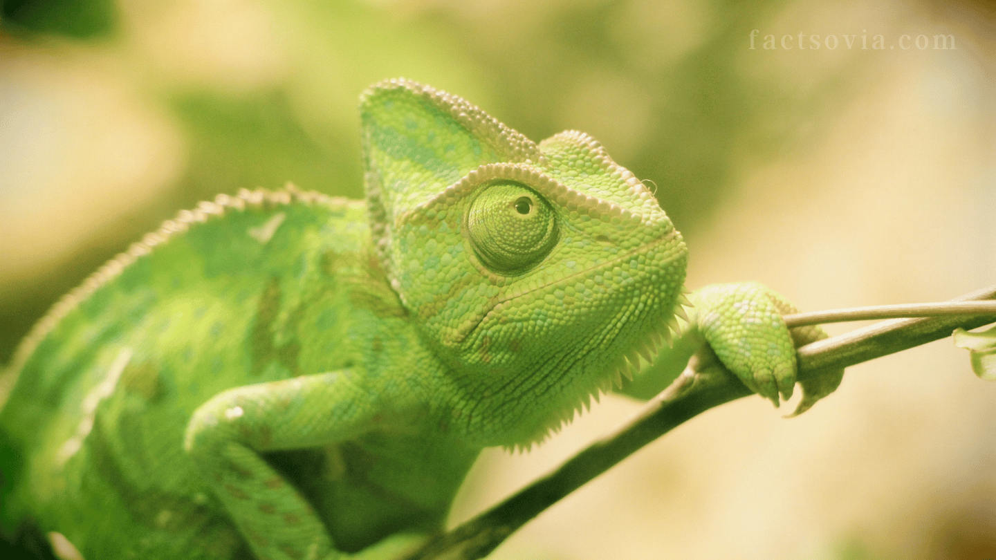 how long do chameleons live