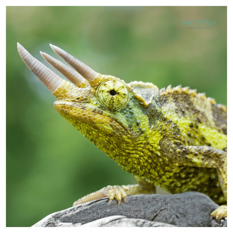 how long do Jackson's Chameleons live