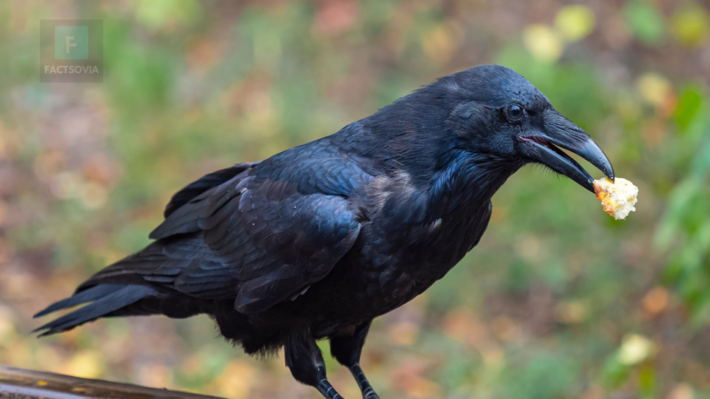 what do crows eat