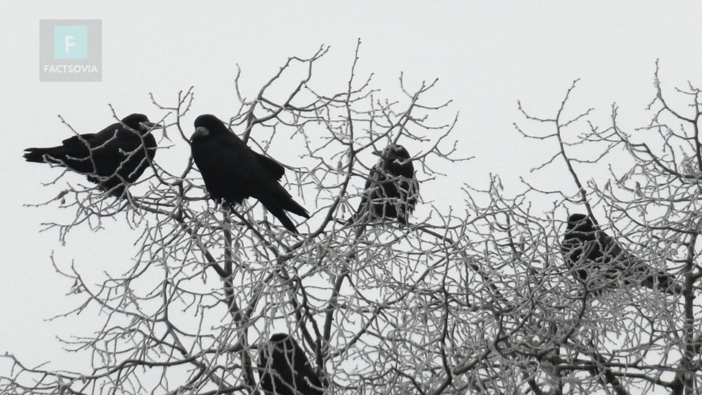 interesting facts about crows