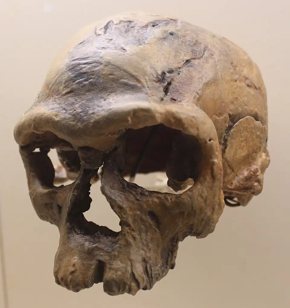 Reconstructed Homo sapiens skull from Jebel Irhoud, Morocco, dated to 300,000 years ago, showing modern facial features with slightly smaller brain case compared to contemporary humans.