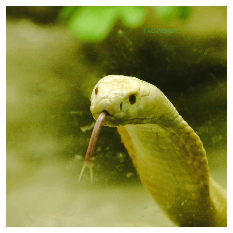 white cobra pet