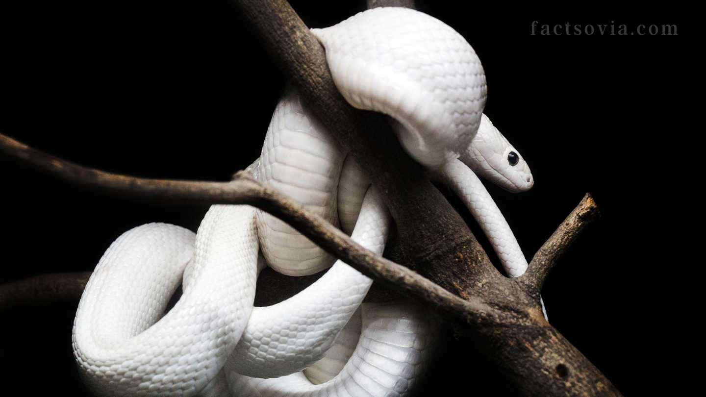 white snakes as pets