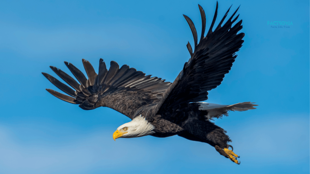 how fast bald eagle flies