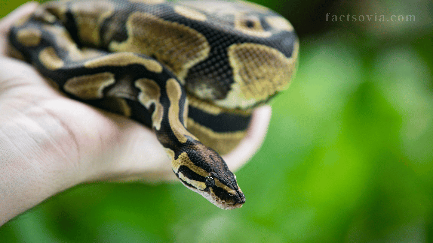 do ball python bite