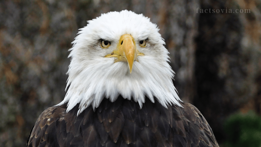 bald eagle interning facts