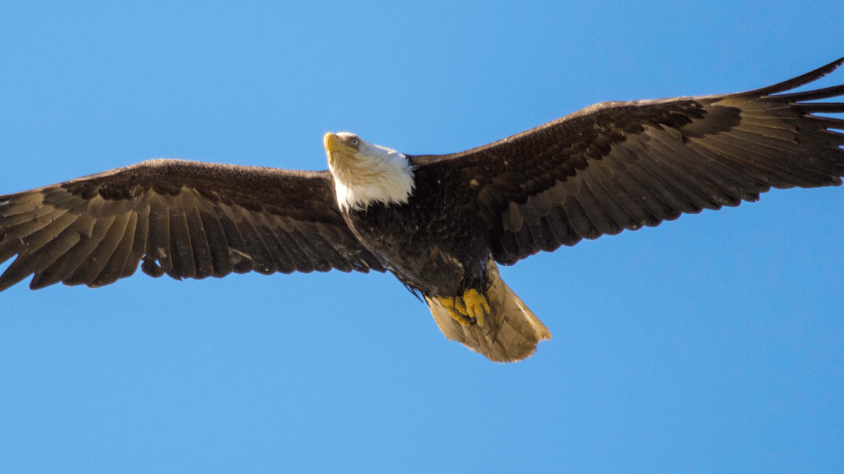 interesting facts about bald eagle