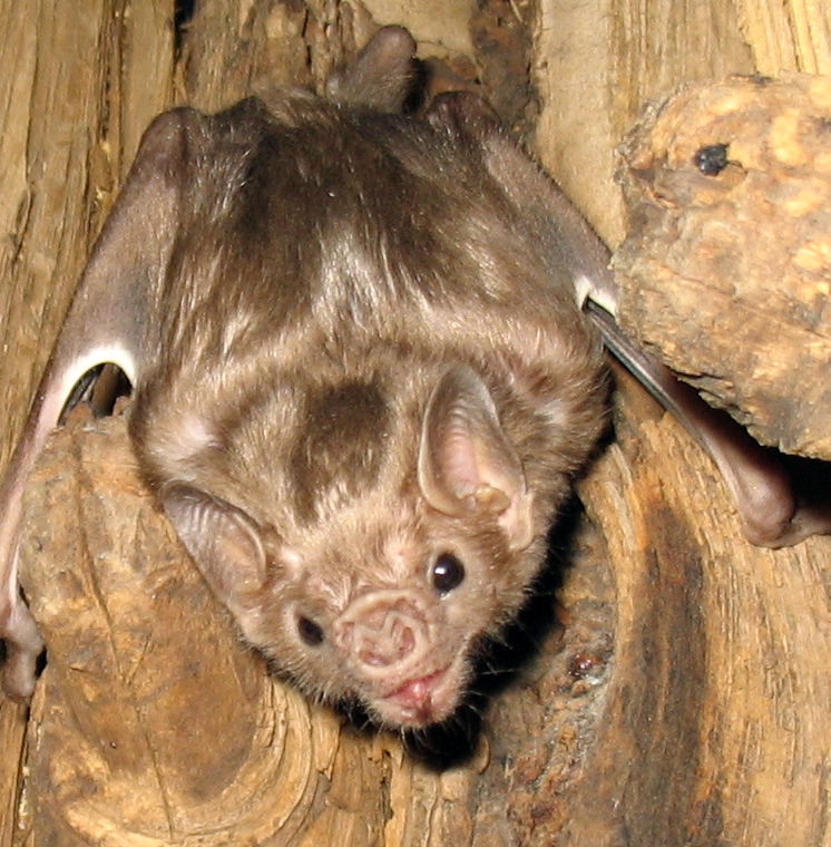 White-winged Vampire Bat